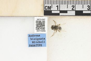 Media type: image;   Entomology 774096 Aspect: Labels
